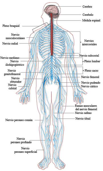▷El Sistema Nervioso Central ¿Qué es? ¿Cómo funciona?