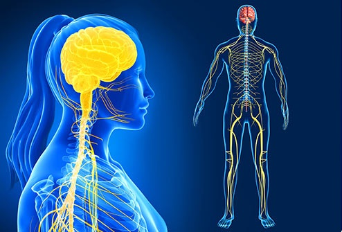 El sistema nervioso del humano what lab does cigna insurance use