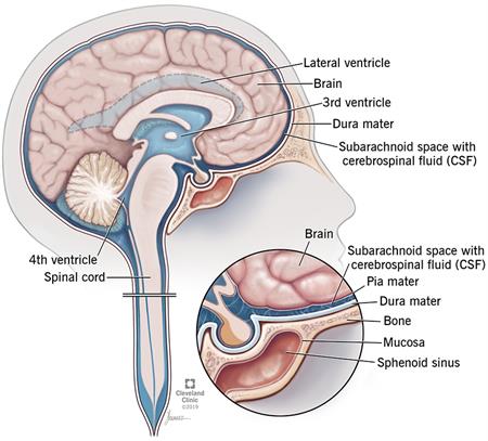 El espacio por el que circula el líquido cefalorraquídeo se denomina subaracnoideo