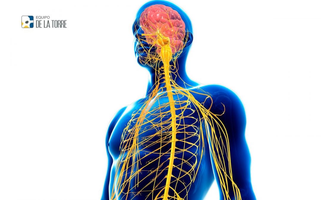Qué es y cómo se estructura el sistema nervioso